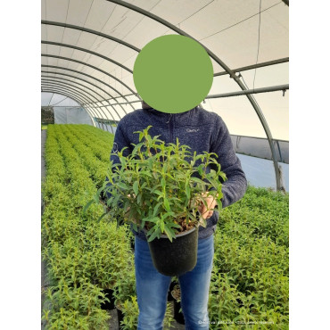 CISTUS purpureus En pot de 4-5 litres