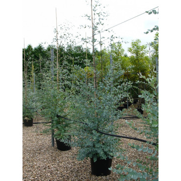 EUCALYPTUS gunnii En pot de 25-30 litres forme baliveau