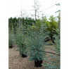 EUCALYPTUS gunnii En pot de 25-30 litres forme baliveau