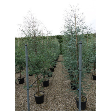 EUCALYPTUS gunnii En pot de 25-30 litres forme baliveau