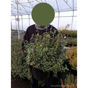 EUONYMUS fortunei EMERALD GAIETY En pot de 10-12 litres