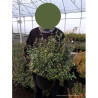 EUONYMUS fortunei EMERALD GAIETY En pot de 10-12 litres