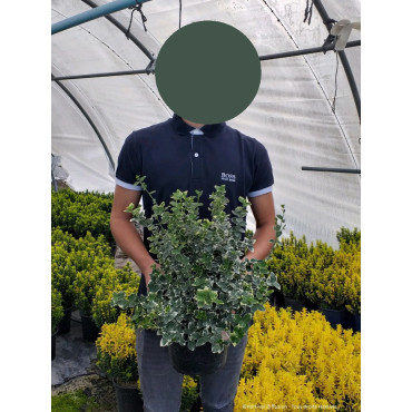 EUONYMUS fortunei EMERALD GAIETY En pot de 4-5 litres