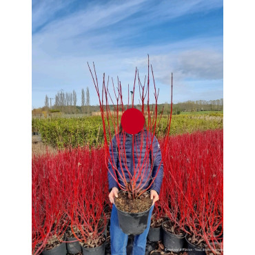 CORNUS alba BATON ROUGE En pot de 10-12 litres