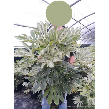 FATSIA japonica SPIDER WEB En pot de 12-15 litres