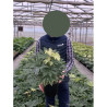 FATSIA japonica SPIDER WEB En pot de 4-5 litres