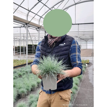 FESTUCA glauca ELIJAH BLUE En pot de 2-3 litres