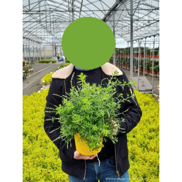 GENISTA PORLOCK En pot de 2-3 litres