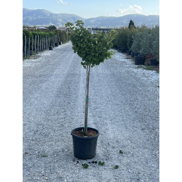 GINKGO biloba MARIKEN En pot 15-20 litres forme tige hauteur du tronc 110-130 cm