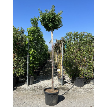 GINKGO biloba MARIKEN En pot 35-50 litres forme tige hauteur du tronc 180-200 cm