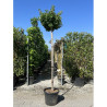 GINKGO biloba MARIKEN En pot 35-50 litres forme tige hauteur du tronc 180-200 cm