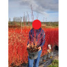 CORNUS sanguinea MIDWINTER FIRE En pot de 10-12 litres