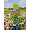 HYDRANGEA arborescens PINK ANNABELLE En pot de 4-5 litres