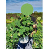 HYDRANGEA arborescens PINK ANNABELLE En pot de 10-12 litres