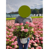 HYDRANGEA arborescens RUBY ANNABELLE En pot de 4-5 litres