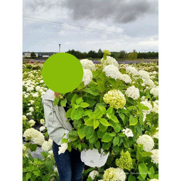 HYDRANGEA arborescens STRONG ANNABELLE En pot de 10-12 litres