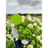 HYDRANGEA arborescens STRONG ANNABELLE En pot de 10-12 litres