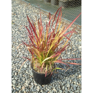 IMPERATA cylindrica RED BARON En pot de 2-3 litres