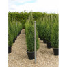 JUNIPERUS communis HIBERNICA En pot de 35-50 litres