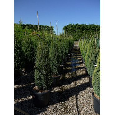 JUNIPERUS communis SENTINEL En pot de 35-50 litres