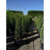 JUNIPERUS communis SENTINEL En pot de 35-50 litres