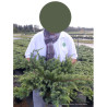 JUNIPERUS conferta SLAGER En pot de 4-5 litres