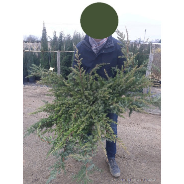 JUNIPERUS conferta SLAGER En pot de 10-12 litres