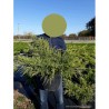 JUNIPERUS media OLD GOLD En pot de 10-12 litres