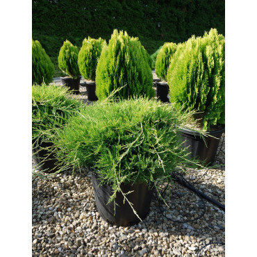 JUNIPERUS media OLD GOLD En pot de 25-30 litres