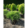 JUNIPERUS media OLD GOLD En pot de 25-30 litres