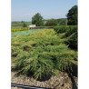 JUNIPERUS media Pfitzeriana AUREA En pot de 25-30 litres