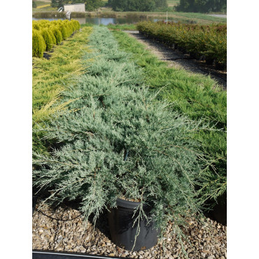 JUNIPERUS media Pfitzeriana GLAUCA En pot de 25-30 litres