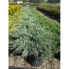 JUNIPERUS media Pfitzeriana GLAUCA En pot de 25-30 litres