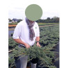 JUNIPERUS squamata BLUE CARPET En pot de 4-5 litres