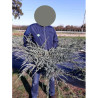 JUNIPERUS squamata BLUE CARPET En pot de 10-12 litres