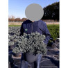 JUNIPERUS squamata BLUE STAR En pot de 10-12 litres