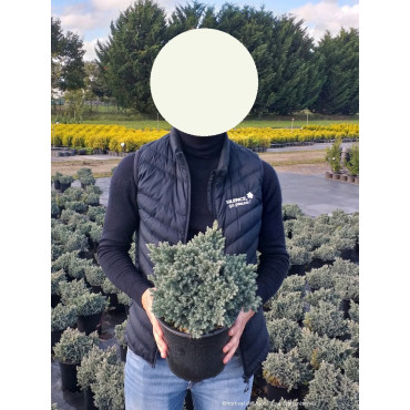 JUNIPERUS squamata BLUE STAR En pot de 4-5 litres