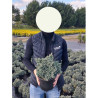 JUNIPERUS squamata BLUE STAR En pot de 4-5 litres