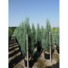 JUNIPERUS BLUE ARROW En pot de 35-50 litres