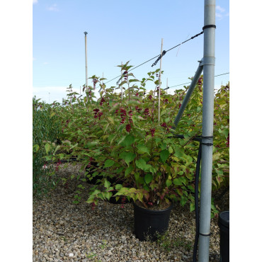 LEYCESTERIA formosa En pot de 15-20 litres