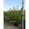 LEYCESTERIA formosa En pot de 15-20 litres