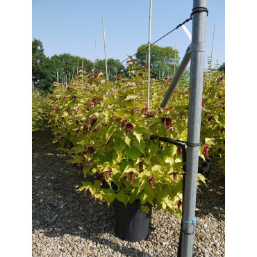 LEYCESTERIA formosa GOLDEN LANTERNS En pot de 15-20 litres