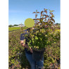 LEYCESTERIA formosa PURPLE RAIN En pot de 10-12 litres