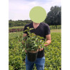 LEYCESTERIA formosa PURPLE RAIN En pot de 4-5 litres