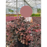 LOROPETALUM chinense BLACK Pearl En pot de 10-12 litres forme buisson