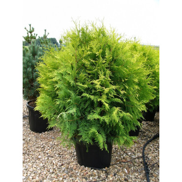 THUJA occidentalis GOLDEN GLOBE En pot de 25-30 litres