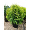 THUJA occidentalis GOLDEN GLOBE En pot de 25-30 litres