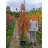 CARPINUS betulus ORANGE RETZ En pot de 15-20 litres forme baliveau