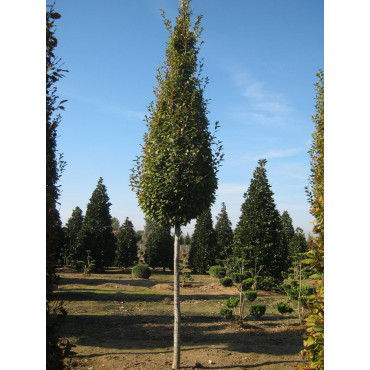 CARPINUS betulus FASTIGIATA