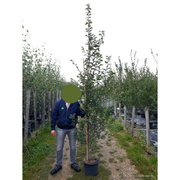 CARPINUS betulus En pot de 25-30 litres forme baliveau